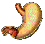STOMACH
